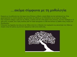 …ακόμα σύμφωνα με τη μυθολογία
Σύμφωνα με τη μυθολογία την ελιά έφερε στους Ελληνες η Αθηνά, η οποία δίδαξε και την καλλιέργειά της. Είναι
χαρακτηριστικό το γνωστό επεισόδιο της φιλονικίας της Αθηνάς με τον Ποσειδώνα για το όνομα της Αθήνας.
Στην Ακρόπολη υπήρχε η ιερή ελιά της Αθηνάς, η πρώτη ελιά που η θεά χάρισε στους Ελληνες, και στην Ακαδημία οι 12
ιερές ελιές, οι μορίαι, και ο ιερός ελαιώνας από τον οποίο προερχόταν το λάδι που δινόταν ως έπαθλο στους νικητές των
Παναθηναίων.
Ενδεικτικό της σημασίας της ελιάς για την Αθήνα είναι ότι οι Αθηναίοι στα νομίσματά τους απεικόνιζαν την Αθηνά με
στεφάνι ελιάς στο κράνος της και έναν αμφορέα με λάδι ή ένα κλαδί ελιάς.
 
