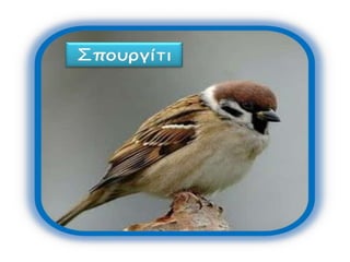 Πουλιά του τόπου μας