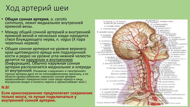 как проверить сосуды шеи. ультразвуковая допплерография сосудов головного мозга. сегменты правой внутренней сонной артерии. как проверить сосуды шеи. клинические проявления атеросклероза сосудов головного мозга.