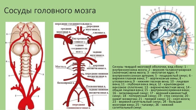 Анатомия сосудов шеи и головы - краткая лекция