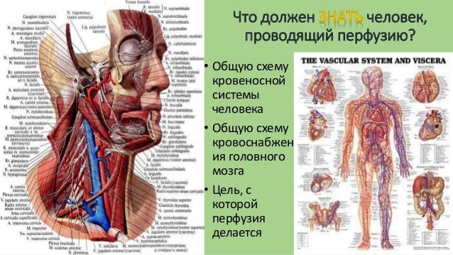 Анатомия сосудов шеи и головы - краткая лекция