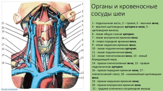 вены головы и шеи схема