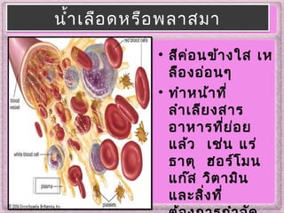 นำ้าเลือดหรือพลาสมานำ้าเลือดหรือพลาสมา
• สีค่อนข้างใส เห
ลืองอ่อนๆ
• ทำาหน้าที่
ลำาเลียงสาร
อาหารที่ย่อย
แล้ว เช่น แร่
ธาตุ ฮอร์โมน
แก๊ส วิตามิน
และสิ่งที่
 