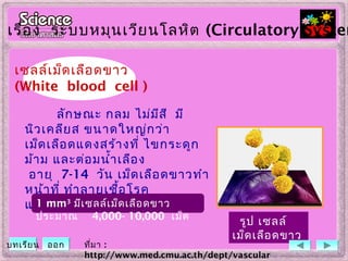 ลักษณะ กลม ไม่มีสี มี
นิวเคลียส ขนาดใหญ่กว่า
เม็ดเลือดแดงสร้างที่ ไขกระดูก
ม้าม และต่อมนำ้าเลือง
อายุ 7-14 วัน เม็ดเลือดขาวทำา
หน้าที่ ทำาลายเชื้อโรค
และสิ่งแปลกปลอม1 mm3
มีเซลล์เม็ดเลือดขาว
ประมาณ 4,000- 10,000 เม็ด
ที่มา :
http://www.med.cmu.ac.th/dept/vascular
รูป เซลล์
เม็ดเลือดขาว
เรื่อง ระบบหมุนเวียนโลหิต (Circulatory System
บทเรียน ออก
เซลล์เม็ดเลือดขาว
(White blood cell )
 