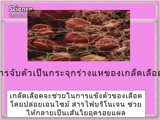 ารจับตัวเป็นกระจุกร่างแหของเกล็ดเลือด
เกล็ดเลือดจะช่วยในการแข็งตัวของเลือด
โดยปล่อยเอนไซม์ สารไฟบริโนเจน ช่วย
ให้กลายเป็นเส้นใยอุดรอยแผล
 