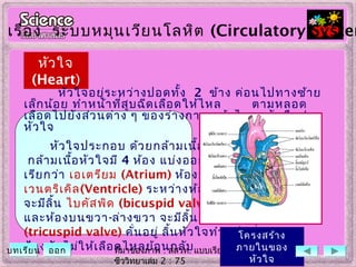 หัวใจ
(Heart)
หัวใจ
(Heart)
หัวใจอยู่ระหว่างปอดทั้ง 2 ข้าง ค่อนไปทางซ้าย
เล็กน้อย ทำาหน้าที่สูบฉีดเลือดให้ไหล ตามหลอด
เลือดไปยังส่วนต่าง ๆ ของร่างกาย แล้วไหลกลับคืนสู่
หัวใจ
หัวใจประกอบ ด้วยกล้ามเนื้อพิเศษที่เรียกว่า
กล้ามเนื้อหัวใจมี 4 ห้อง แบ่งออกเป็น ห้องบน 2 ห้อง
เรียกว่า เอเตรียม (Atrium) ห้องล่าง 2 ห้อง เรียกว่า
เวนตริเคิล(Ventricle) ระหว่างห้องบนซ้าย-ล่างซ้าย
จะมีลิ้น ไบคัสพิด (bicuspid valve) คั่นอยู่
และห้องบนขวา-ล่างขวา จะมีลิ้น ไตรคัสพิด
(tricuspid valve) คั่นอยู่ ลิ้นหัวใจทำาหน้าที่
ป้องกันไม่ให้เลือดไหลย้อนกลับที่มาของภาพ : สสวท. แบบเรียน
ชีววิทยาเล่ม 2 : 75
โครงสร้าง
ภายในของ
หัวใจ
เรื่อง ระบบหมุนเวียนโลหิต (Circulatory System
บทเรียน ออก
 