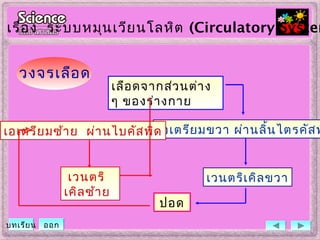 เลือดจากส่วนต่าง
ๆ ของร่างกาย
เอเตรียมขวา ผ่านลิ้นไตรคัสพ
เวนตริเคิลขวา
ปอด
เวนตริ
เคิลซ้าย
เอเตรียมซ้าย ผ่านไบคัสพิด
วงจรเลือด
เรื่อง ระบบหมุนเวียนโลหิต (Circulatory System
บทเรียน ออก
 