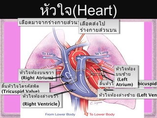 หัวใจ(Heart)
เลือดมาจากร่างกายส่วนบนเลือดมาจากร่างกายส่วนบนเลือดส่งไป
ร่างกายส่วนบน
เลือดส่งไป
ร่างกายส่วนบน
ลิ้นหัวใจไบคัสพิด (bicuspidลิ้นหัวใจไบคัสพิด (bicuspid
หัวใจห้อง
บนซ้าย
(Left
Atrium)
หัวใจห้อง
บนซ้าย
(Left
Atrium)
หัวใจห้องล่างซ้าย (Left Venหัวใจห้องล่างซ้าย (Left Vent
หัวใจห้องบนขวา
(Right Atrium)
หัวใจห้องบนขวา
(Right Atrium)
ลิ้นหัวใจไตรคัสพิด
(Tricuspid Valve)
ลิ้นหัวใจไตรคัสพิด
(Tricuspid Valve)
หัวใจห้องล่างขวา
(Right Ventricle)
หัวใจห้องล่างขวา
(Right Ventricle)
 