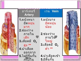 ความแตกต่างระหว่างหลอด
เลือดอาร์เตอรีและเวน
ความแตกต่างระหว่างหลอด
เลือดอาร์เตอรีและเวน
อาร์เทอรี่
Artery
เวน Vein
1.ผนังหนา
ยืดหยุ่น
มาก
2.ช่องว่าง
ภายใน
เล็ก
3.เลือดมี O2
สูง **
4.นำาเลือด
ออกจาก
5.ไม่มีลิ้นกั้น
ภายใน
1.ผนังบาง
ยืดหยุ่น
น้อย
2.ช่องว่าง
ภายใน
ใหญ่
3.เลือดมี O2
ตำ่า **
4.นำาเลือดเข้า
5.มีลิ้นกั้น
 