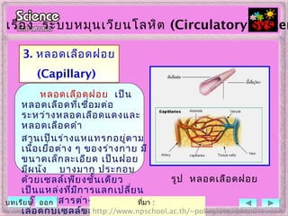 3. หลอดเลือดฝอย
(Capillary)
หลอดเลือดฝอย เป็น
หลอดเลือดที่เชื่อมต่อ
ระหว่างหลอดเลือดแดงและ
หลอดเลือดดำา
สานเป็นร่างแหแทรกอยู่ตาม
เนื้อเยื่อต่าง ๆ ของร่างกาย มี
ขนาดเล็กละเอียด เป็นฝอย
มีผนัง บางมาก ประกอบ
ด้วยเซลล์เพียงชั้นเดียว
เป็นแหล่งที่มีการแลกเปลี่ยน
แก๊สและสารต่าง ๆ ระหว่าง
เลือดกับเซลล์ของร่างกาย
ที่มา :
http://www.npschool.ac.th/~pollaglove/3.html
เรื่อง ระบบหมุนเวียนโลหิต (Circulatory System
รูป หลอดเลือดฝอย
บทเรียน ออก
 