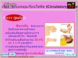 ชีพจรคือ จังหวะการ
บีบตัวและคลายตัวของ
ผนังเส้นเลือดตามจังหวะการ
เต้นของหัวใจ โดยปกติ
หัวใจเต้นเฉลี่ยประมาณ 72 ครั้ง
ต่อ 1 นาที และอัตรา
การเต้นของชีพจรในเพศชายจะ
สูงกว่าเพศหญิง
การวัดชีพจรจะวัดจากเส้นเลือด
แดงบริเวณข้อมือ และ
รูป การวัดชีพจรที่ ข้อมือ ข้อศอก
และซอกคอ
ชีพจร (pulse)
เรื่อง ระบบหมุนเวียนโลหิต (Circulatory System
บทเรียน ออก
 
