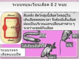 1) ระบบวงจรปิด พบในสัตว์พวก
ไส้เดือนดิน ปลาหมึก และสัตว์มีกระดูก
สันหลัง สัตว์กลุ่มนี้เลือดไหลอยู่ใน
เส้นเลือดตลอดเวลา จึงต้องมีเส้นเลือด
ฝอยเป็นบริเวณแลกเปลี่ยนสารต่าง ๆ
ระหว่างเซลล์กับเลือด
1) ระบบวงจรปิด พบในสัตว์พวก
ไส้เดือนดิน ปลาหมึก และสัตว์มีกระดูก
สันหลัง สัตว์กลุ่มนี้เลือดไหลอยู่ใน
เส้นเลือดตลอดเวลา จึงต้องมีเส้นเลือด
ฝอยเป็นบริเวณแลกเปลี่ยนสารต่าง ๆ
ระหว่างเซลล์กับเลือด
ระบบวงจร
เลือดแบบปิด
ไส้เดือนดินไส้เดือนดิน
หัวใจ
หัวใจ
หัว
ใจ
ระบบหมุนเวียนเลือด มี 2 ระบบระบบหมุนเวียนเลือด มี 2 ระบบ
หนูหนู
ปลาปลา
 