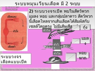 ระบบหมุนเวียนเลือด มี 2 ระบบระบบหมุนเวียนเลือด มี 2 ระบบ
2) ระบบวงจรเปิด พบในสัตว์พวก
แมลง หอย และกลุ่มปลาดาว สัตว์พวก
นี้เลือดไหลจากเส้นเลือดได้สัมผัสกับ
เซลล์โดยตรง ไม่มีเส้นเลือดฝอย
2) ระบบวงจรเปิด พบในสัตว์พวก
แมลง หอย และกลุ่มปลาดาว สัตว์พวก
นี้เลือดไหลจากเส้นเลือดได้สัมผัสกับ
เซลล์โดยตรง ไม่มีเส้นเลือดฝอย
ระบบวงจร
เลือดแบบเปิด
หัวใจหัวใจ
หัวใ
จ
หัวใ
จ
แมล
ง
แมล
ง
หัวใจหัวใจ
กุ้งกุ้ง
หอย
ทาก
หอย
ทาก
 
