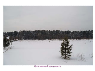 Лес в шаговой доступности
 