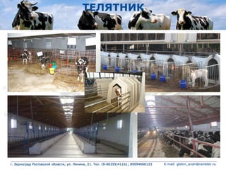 ТЕЛЯТНИК
г. Зерноград Ростовской области, ул. Ленина, 21. Тел. (8-86359)41161; 89094006133 E-mail: globin_andn@rambler.ru
 