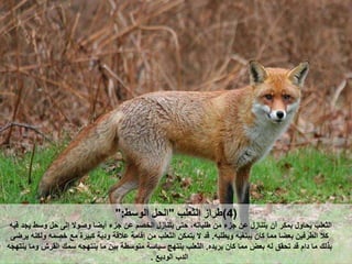 (4)‫الثعلب‬ ‫طراز‬"‫الوسط‬ ‫ل‬ ‫ال‬":
‫أن‬ ‫بمكر‬ ‫اول‬ ‫ي‬ ‫الثعلب‬‫ف‬ ‫يجد‬ ‫وسط‬ ‫ل‬ ‫لى‬ ‫وصوال‬ ‫أيضا‬ ‫جزء‬ ‫عن‬ ‫الخصم‬ ‫يتنازل‬ ‫تى‬ ‫طلبات‬ ‫من‬ ‫جزء‬ ‫عن‬ ‫يتنازل‬‫ي‬
‫ويطلب‬ ‫يبتغي‬ ‫كان‬ ‫مما‬ ‫بعضا‬ ‫الطرفين‬ ‫كال‬.‫ودية‬ ‫عالقة‬ ‫قامة‬ ‫من‬ ‫الثعلب‬ ‫يتمكن‬ ‫ال‬ ‫قد‬‫يرضى‬ ‫ولكن‬ ‫خصم‬ ‫مع‬ ‫كبيرة‬
‫يريده‬ ‫كان‬ ‫مما‬ ‫بعض‬ ‫ل‬ ‫ق‬ ‫ت‬ ‫قد‬ ‫دام‬ ‫ما‬ ‫بذلت‬.‫ينتهج‬ ‫الثعلب‬‫ينتهج‬ ‫وما‬ ‫القرش‬ ‫سمت‬ ‫ينتهج‬ ‫ما‬ ‫بين‬ ‫متوسطة‬ ‫سياسة‬
‫الدب‬‫الوديع‬.
 