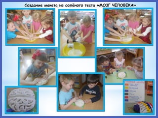 Создание макета из солёного теста «МОЗГ ЧЕЛОВЕКА»
 