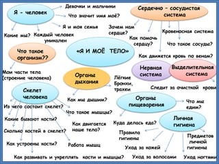 Я - человек
Какие мы? Каждый человек
уникален
Я и моя семья
Что значит имя моё?
Как помочь
сердцу?
Девочки и мальчики
Что такое
организм??
Мои части тела
(строение человека)
Из чего состоит скелет?
Скелет
человека
Как развивать и укреплять кости и мышцы?
Как двигается
наше тело?
Как устроены кости?
Сколько костей в скелет?
Какие бывают кости?
Что такое мышцы?
Работа мышц
Лёгкие
Бронхи,
трахеи
Как мы дышим?
«Я И МОЁ ТЕЛО»
Органы
дыхания
Зачем нам
сердце? Кровеносная система
Что такое сосуды?
Сердечно – сосудистая
система
Следит за очисткой крови
Что мы
едим?
Как движется кровь по венам?
Уход ногтями
Куда делась еда?
Нервная
система
Выделительная
система
Органы
пищеварения
Личная
гигиена
Уход за волосами
Уход за кожей
Правила
гигиены Предметов
личной
гигиены
 