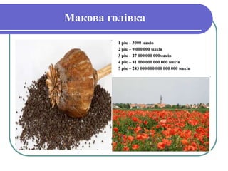 Макова голівка
1 рік – 3000 маків
2 рік – 9 000 000 маків
3 рік – 27 000 000 000маків
4 рік – 81 000 000 000 000 маків
5 рік – 243 000 000 000 000 000 маків
 