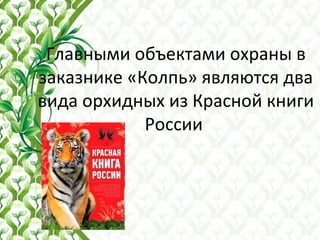 Главными объектами охраны в
заказнике «Колпь» являются два
вида орхидных из Красной книги
России
 