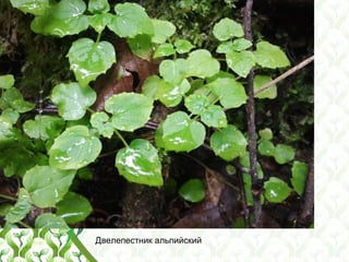 Двелепестник альпийский
 