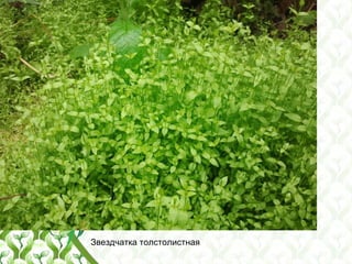 Звездчатка толстолистная
 