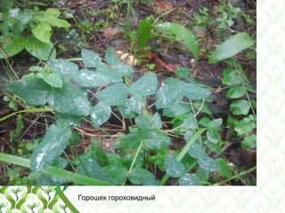 Горошек гороховидный
 