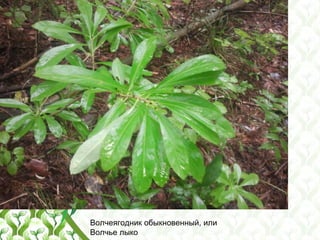 Волчеягодник обыкновенный, или
Волчье лыко
 