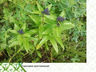 Горечавка крестовидная
 