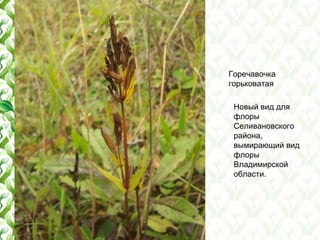 Горечавочка
горьковатая
Новый вид для
флоры
Селивановского
района,
вымирающий вид
флоры
Владимирской
области.
 