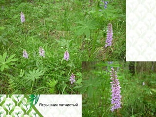 Ятрышник пятнистый
 