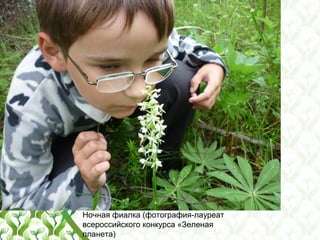 Ночная фиалка (фотография-лауреат
всероссийского конкурса «Зеленая
планета)
 