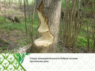 Следы жизнедеятельности бобров на всем
протяжении реки.
 