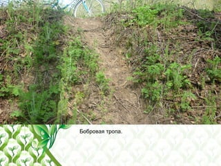Бобровая тропа.
 