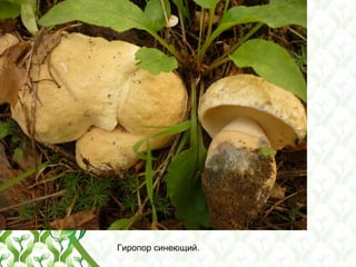 Гиропор синеющий.
 