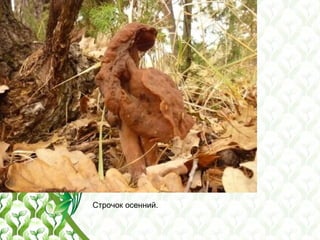 Строчок осенний.
 