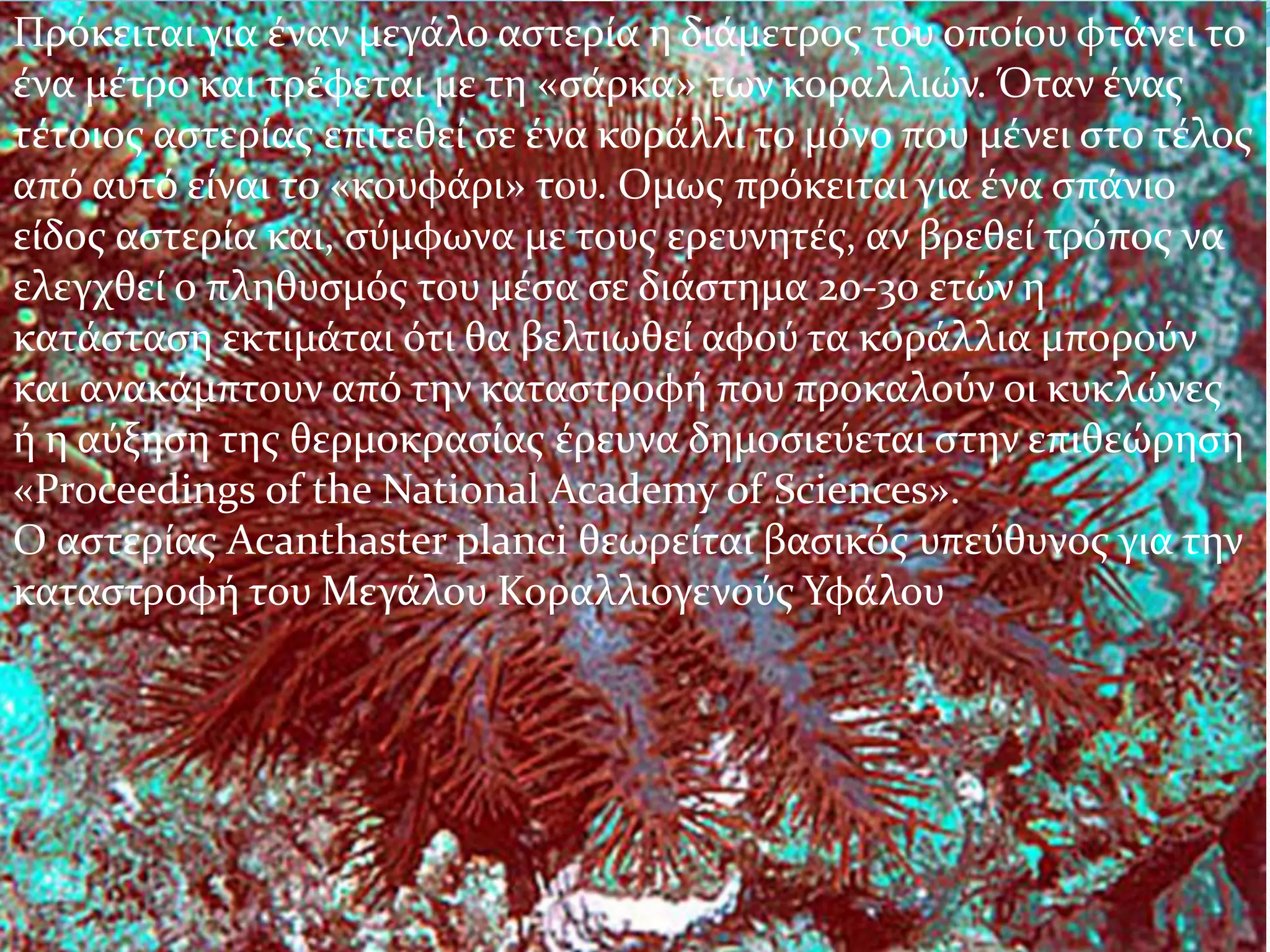 Πρόκειται για έναν μεγάλο αστερία η διάμετρος του οποίου φτάνει το
ένα μέτρο και τρέφεται με τη «σάρκα» των κοραλλιών. Όταν ένας
τέτοιος αστερίας επιτεθεί σε ένα κοράλλι το μόνο που μένει στο τέλος
από αυτό είναι το «κουφάρι» του. Ομως πρόκειται για ένα σπάνιο
είδος αστερία και, σύμφωνα με τους ερευνητές, αν βρεθεί τρόπος να
ελεγχθεί ο πληθυσμός του μέσα σε διάστημα 20-30 ετών η
κατάσταση εκτιμάται ότι θα βελτιωθεί αφού τα κοράλλια μπορούν
και ανακάμπτουν από την καταστροφή που προκαλούν οι κυκλώνες
ή η αύξηση της θερμοκρασίας έρευνα δημοσιεύεται στην επιθεώρηση
«Proceedings of the National Academy of Sciences».
Ο αστερίας Acanthaster planci θεωρείται βασικός υπεύθυνος για την
καταστροφή του Μεγάλου Κοραλλιογενούς Υφάλου
 