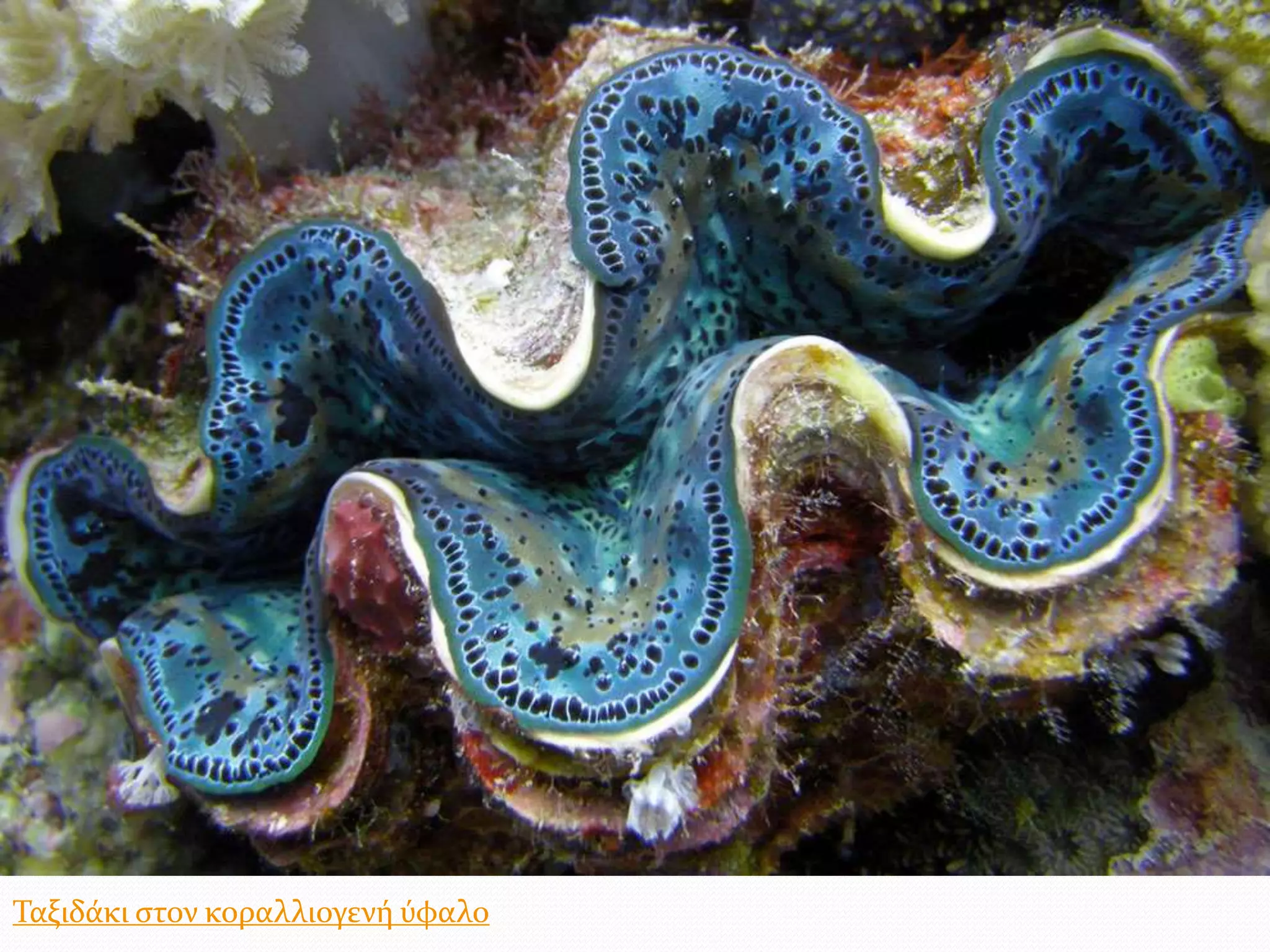 Ταξιδάκι στον κοραλλιογενή ύφαλο
 