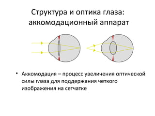 Структура и оптика глаза:
аккомодационный аппарат
• Аккомодация – процесс увеличения оптической
силы глаза для поддержания четкого
изображения на сетчатке
 