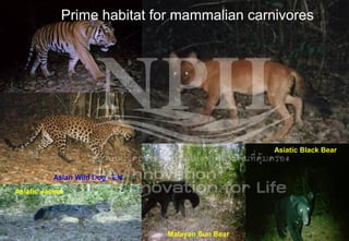 Asiatic Jackal
Asiatic Black Bear
Malayan Sun Bear
Asian Wild Dog - EN
Prime habitat for mammalian carnivores
 