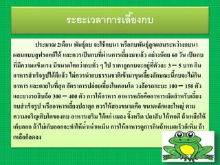 ระยะเวลาการเลี้ยงกบ
ประมำณ 2เดือน พันธุ์กบ จะใช้กบนำ หรือกบพันธุ์ลูกผสมระหว่ำงกบนำ
ผสมกบบลูฟรอคก็ได้ และควรเป็นกบที่ผ่ำนกำรเลี้ยงมำแล้ว อย่ำงน้อย 60 วัน เป็นกบ
ที่มีควำมแข็งแรง มีขนำดโตกว่ำกบทั่ว ๆ ไป รำคำลูกกบจะอยู่ที่ตัวละ 3 – 5 บำท กิน
อำหำรสำเร็จรูปได้ดีแล้ว ไม่ควรนำกบธรรมชำติเข้ำมำขุนเลี้ยงลักษณะนี้กบจะไม่กิน
อำหำร และตำยในที่สุด อัตรำกำรปล่อยเลี้ยงในคอนโด วงล้อรถกะบะ 100 – 150 ตัว
และยำงรถสิบล้อ 300 – 400 ตัว กำรให้อำหำร อำหำรหลักคืออำหำรเม็ดสำหรับเลี้ยง
กบสำเร็จรูป หรืออำหำรเลี้ยงปลำดุก ควรให้สองขนำดคือ ขนำดเล็กและใหญ่ ตำม
ควำมเจริญเติบโตของกบ อำหำรเสริม ได้แก่ แมลง จิ้งหรีด ปลำสับ ให้พอดี ถ้ำเหลือให้
เก็บออก ถ้ำไม่เก็บออกจะทำให้น้ำเน่ำเหม็น กำรให้อำหำรดูกำรกินถ้ำหมดเร็วก็เพิ่ม ถ้ำ
เหลือก็ลดลง
 