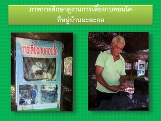 ภาพการศึกษาดูงานการเลี้ยงกบคอนโด
ที่หมู่บ้านมะละกอ
 