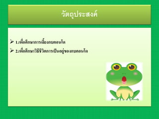 วัตถุประสงค์
 1.เพื่อศึกษำกำรเลี้ยงกบคอนโด
 2.เพื่อศึกษำวิธีชีวิตกำรเป็นอยู่ของกบคอนโด
 