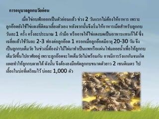 การอนุบาลลูกกบวัยอ่อน
เมื่อไข่กบฟักออกเป็นตัวอ่อนแล้ว ช่วง 2 วันแรกไม่ต้องให้อาหาร เพราะ
ลูกอ๊อดยังใช้ไข่แดงที่ติดมาเลี้ยงตัวเอง หลังจากนั้นจึงเริ่มให้อาหารเม็ดสาหรับลูกกบ
วันละ1 ครั้ง ครั้งละประมาณ 1 กามือ หรืออาจให้ไข่แดงบดเป็นอาหารแทนก็ได้ ซึ่ง
เฉลี่ยแล้วใช้วันละ 2-3 ฟองต่อลูกอ๊อด 1 ครอกเมื่อลูกอ๊อดมีอายุ 20-30 วัน จึง
เป็นลูกกบเต็มวัย ในช่วงนี้ต้องนาไม้ไผ่มาทาเป็นแพหรือแผ่นโฟมลอยน้าเพื่อให้ลูกกบ
เต็มวัยขึ้นไปอาศัยอยู่ เพราะลูกอ๊อดจะโตเต็มวัยไม่พร้อมกัน อาจมีการรังแกกันจนเกิด
แผลทาให้ลูกกบตายได้ ดังนั้น จึงต้องลงมือคัดลูกกบขนาดตัวยาว 2 เซนติเมตร ไป
เลี้ยงในบ่อที่เตรียมไว้บ่อละ 1,000 ตัว
 