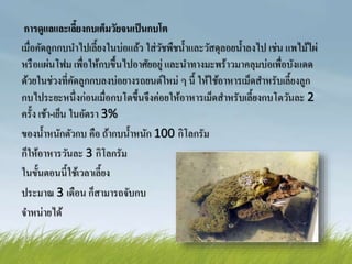 การดูแลและเลี้ยงกบเต็มวัยจนเป็นกบโต
เมื่อคัดลูกกบนาไปเลี้ยงในบ่อแล้ว ใส่วัชพืชน้าและวัสดุลอยน้าลงไป เช่น แพไม้ไผ่
หรือแผ่นโฟม เพื่อให้กบขึ้นไปอาศัยอยู่ และนาทางมะพร้าวมาคลุมบ่อเพื่อบังแดด
ด้วยในช่วงที่คัดลูกกบลงบ่อยางรถยนต์ใหม่ ๆ นี้ ให้ใช้อาหารเม็ดสาหรับเลี้ยงลูก
กบไประยะหนึ่งก่อนเมื่อกบโตขึ้นจึงค่อยให้อาหารเม็ดสาหรับเลี้ยงกบโตวันละ 2
ครั้ง เช้า-เย็น ในอัตรา 3%
ของน้าหนักตัวกบ คือ ถ้ากบน้าหนัก 100 กิโลกรัม
ก็ให้อาหารวันละ 3 กิโลกรัม
ในขั้นตอนนี้ใช้เวลาเลี้ยง
ประมาณ 3 เดือน ก็สามารถจับกบ
จาหน่ายได้
 