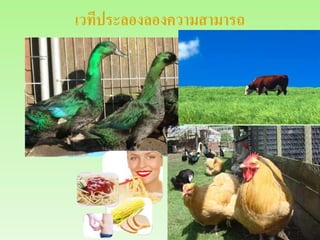 เวทีประลองลองความสามารถ
 