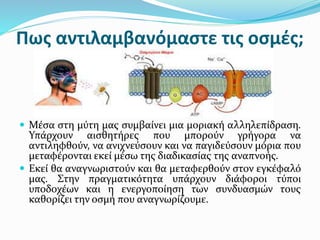 Πως αντιλαμβανόμαστε τις οσμές;
 Μέσα στη μύτη μας συμβαίνει μια μοριακή αλληλεπίδραση.
Υπάρχουν αισθητήρες που μπορούν γρήγορα να
αντιληφθούν, να ανιχνεύσουν και να παγιδεύσουν μόρια που
μεταφέρονται εκεί μέσω της διαδικασίας της αναπνοής.
 Εκεί θα αναγνωριστούν και θα μεταφερθούν στον εγκέφαλό
μας. Στην πραγματικότητα υπάρχουν διάφοροι τύποι
υποδοχέων και η ενεργοποίηση των συνδυασμών τους
καθορίζει την οσμή που αναγνωρίζουμε.
 