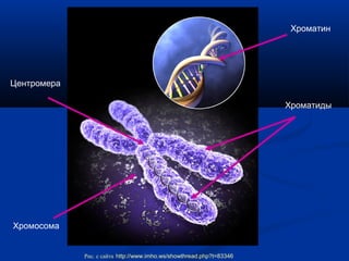 Хроматин
Хромосома
Центромера
Хроматиды
Рис. с сайта http://www.imho.ws/showthread.php?t=83346
 