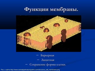 ― БарьернаяБарьерная
― ЗащитнаяЗащитная
― Сохранение формы клетки.Сохранение формы клетки.
Функции мембраны.Функции мембраны.
Рис. с сайта http://www.centralparknaturopathic.com/structure_cell_membrane.png
 