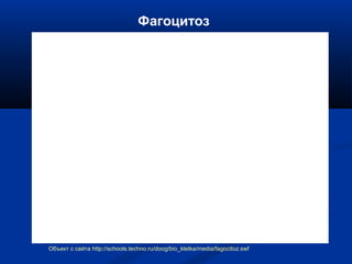 Фагоцитоз
Объект с сайта http://schools.techno.ru/doog/bio_kletka/media/fagocitoz.swf
 